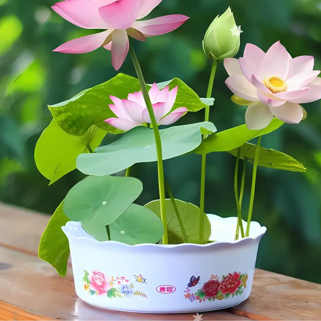 🌳 SEMILLAS DE FLOR DE LOTO + GUIA PASO A PASO PARA CULTIVAR