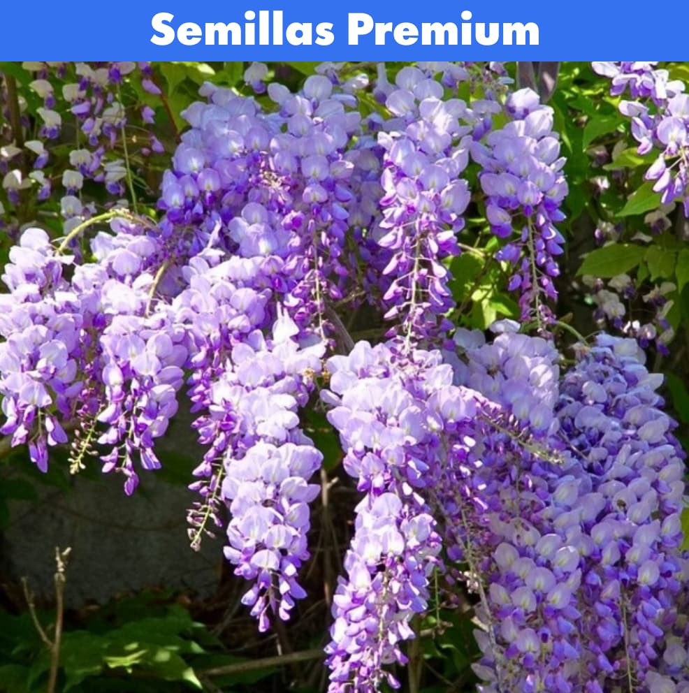 Semillas Wisteria - Árbol Chino - Decorativas PREMIUM 🌸