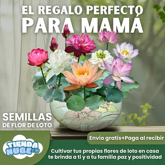 🌳 SEMILLAS DE FLOR DE LOTO + GUIA PASO A PASO PARA CULTIVAR