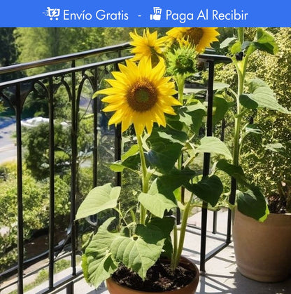 100 SEMILLAS DE GIRASOL + GUIA PASO A PASO PARA CULTIVAR 🌻