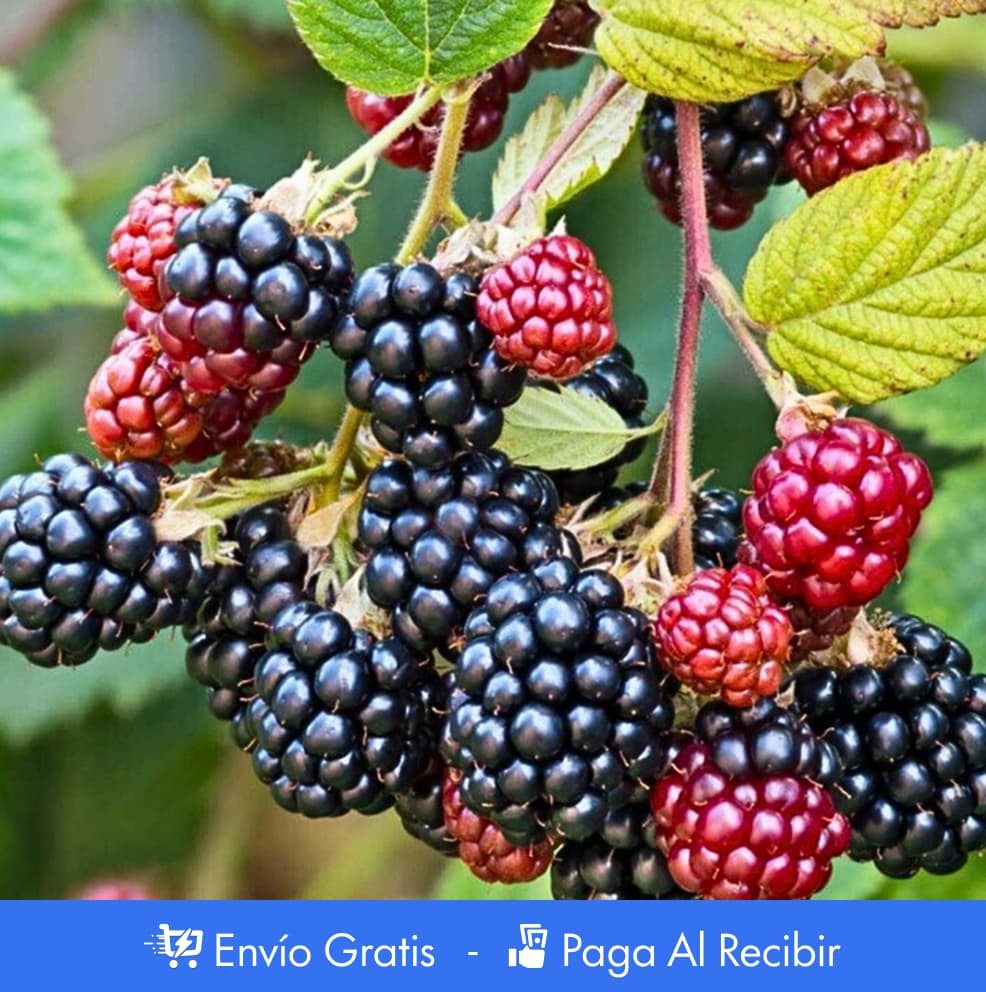 300 Semillas de mora PREMIUM + Guía de cultivo 🍇