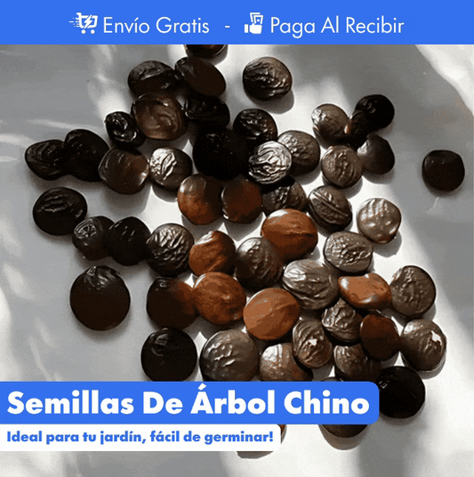 Semillas Wisteria - Árbol Chino - Decorativas PREMIUM 🌸