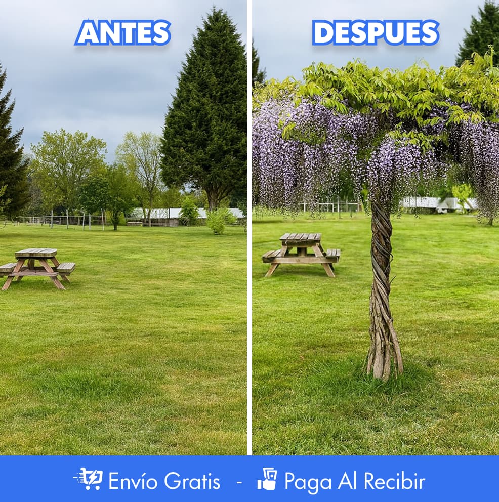 Semillas Wisteria - Árbol Chino - Decorativas PREMIUM 🌸