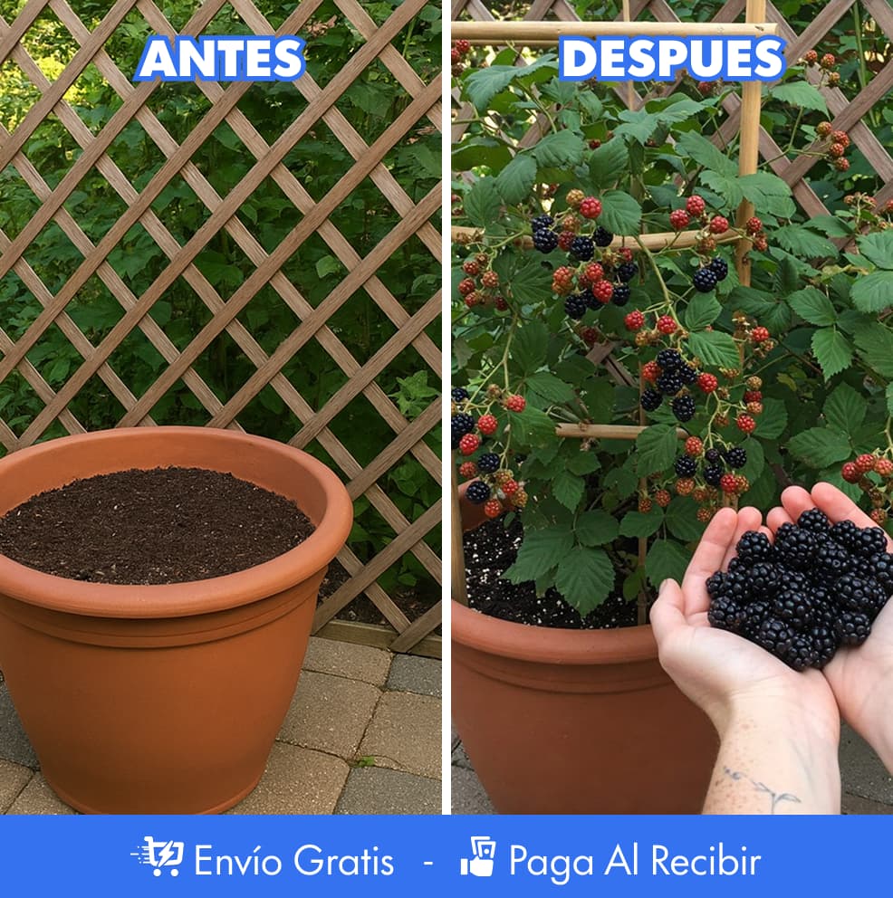300 Semillas de mora PREMIUM + Guía de cultivo 🍇