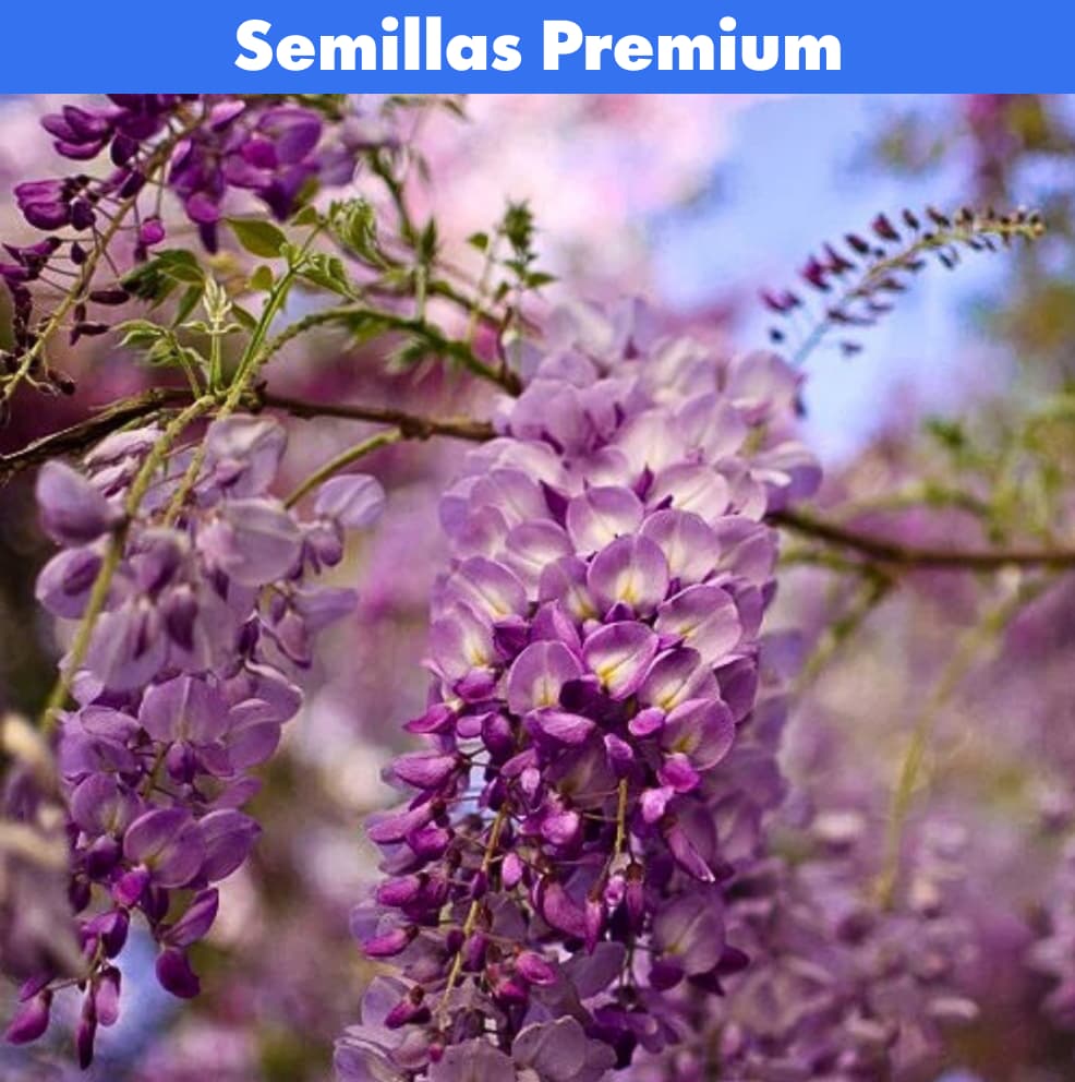 Semillas Wisteria - Árbol Chino - Decorativas PREMIUM 🌸