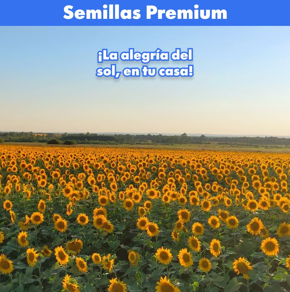 100 SEMILLAS DE GIRASOL + GUIA PASO A PASO PARA CULTIVAR 🌻