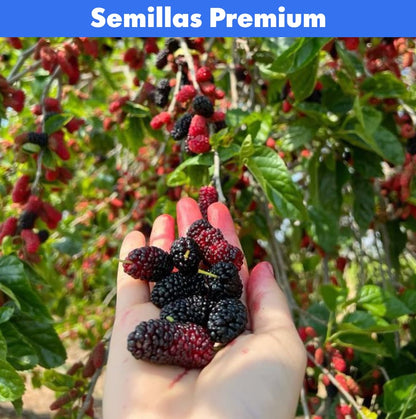 300 Semillas de mora PREMIUM + Guía de cultivo 🍇