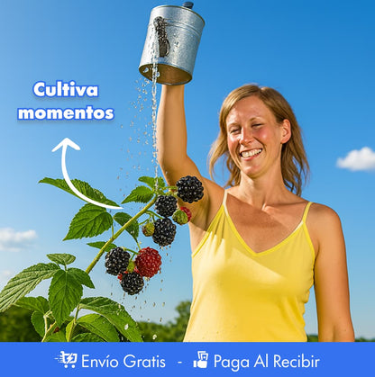 300 Semillas de mora PREMIUM + Guía de cultivo 🍇