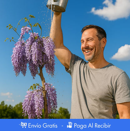 Semillas Wisteria - Árbol Chino - Decorativas PREMIUM 🌸