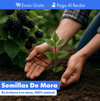 300 Semillas de mora PREMIUM + Guía de cultivo 🍇
