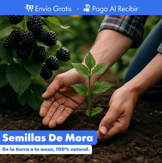 300 Semillas de mora PREMIUM + Guía de cultivo 🍇