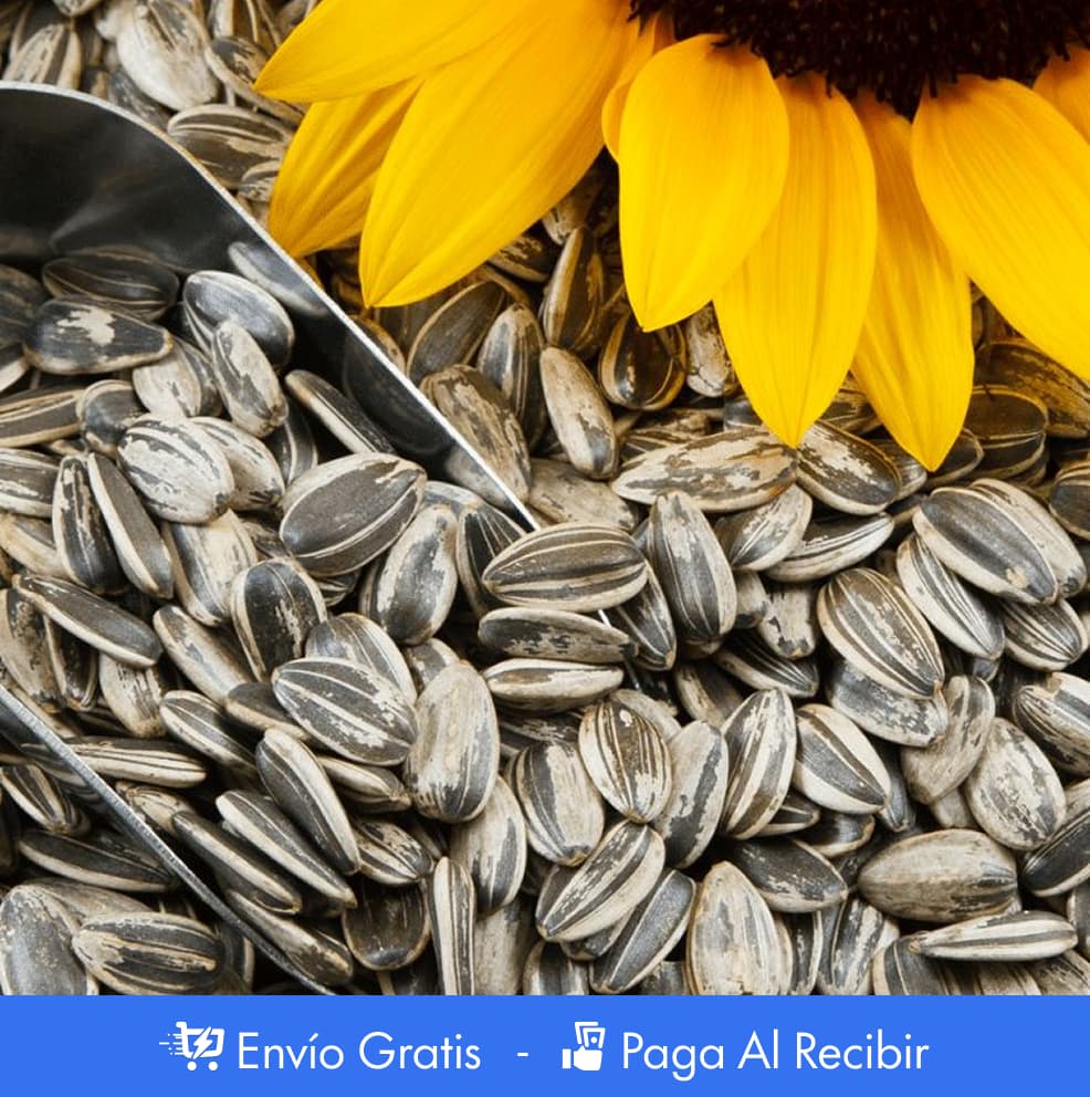 100 SEMILLAS DE GIRASOL + GUIA PASO A PASO PARA CULTIVAR 🌻