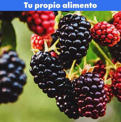 300 Semillas de mora PREMIUM + Guía de cultivo 🍇