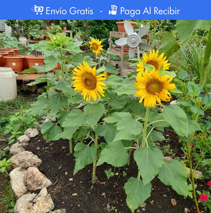 100 SEMILLAS DE GIRASOL + GUIA PASO A PASO PARA CULTIVAR 🌻