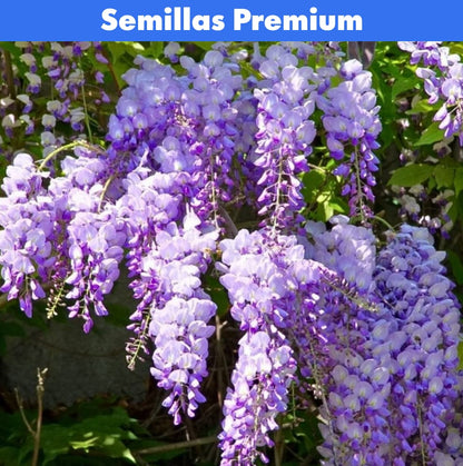 Semillas Wisteria - Árbol Chino - Decorativas PREMIUM 🌸