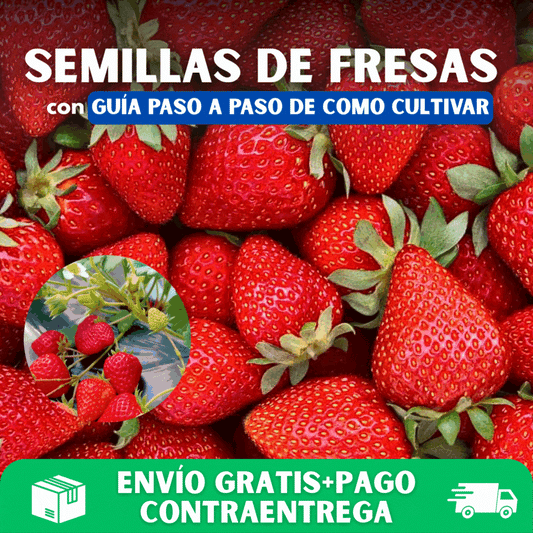 300 SEMILLAS DE FRESAS + GUIA PASO A PASO PARA CULTIVAR